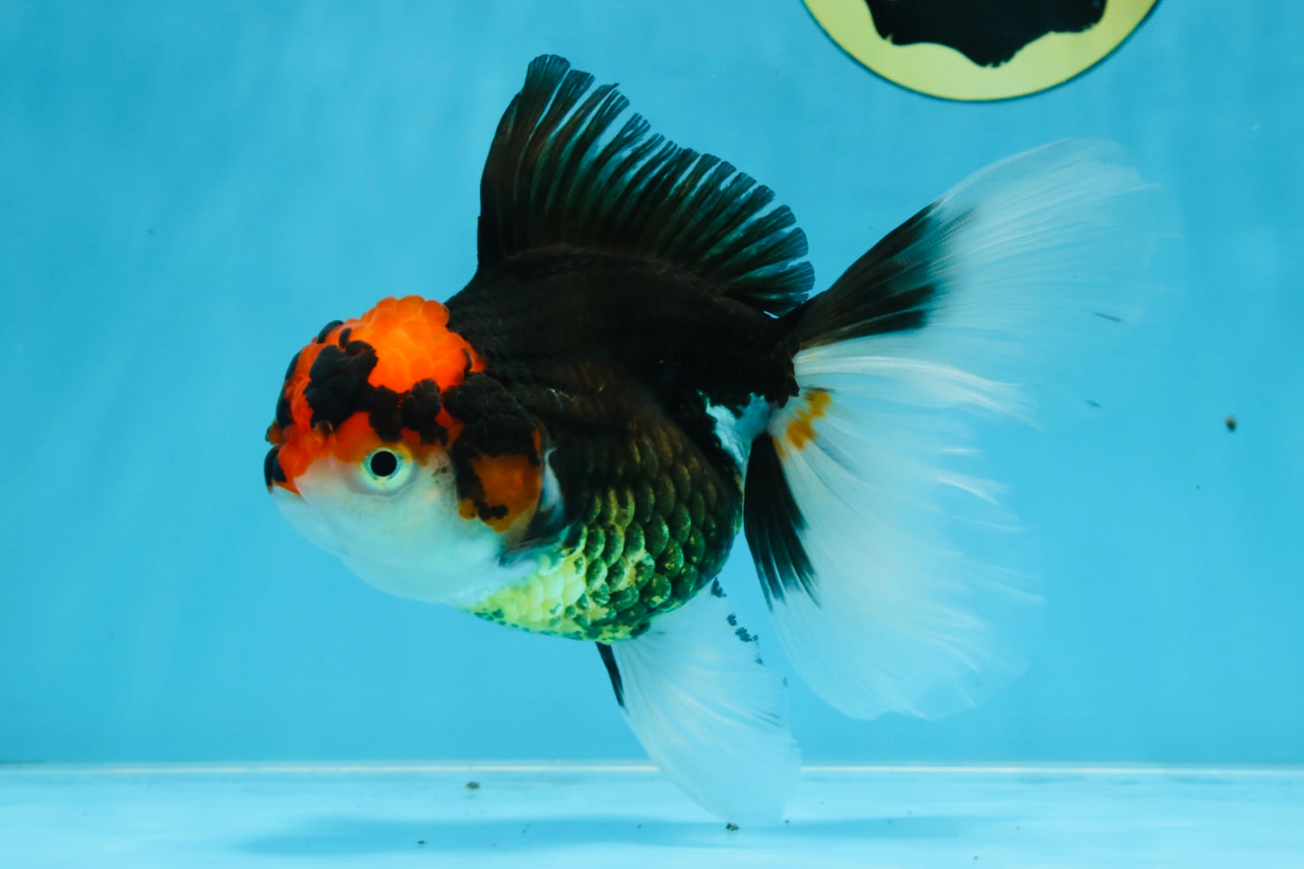 A Grade Tricolor Oranda Female 5.5-6 inches #100325OR_18