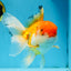 A Grade Orange White Oranda Female 6.5 inches #070425OR_22