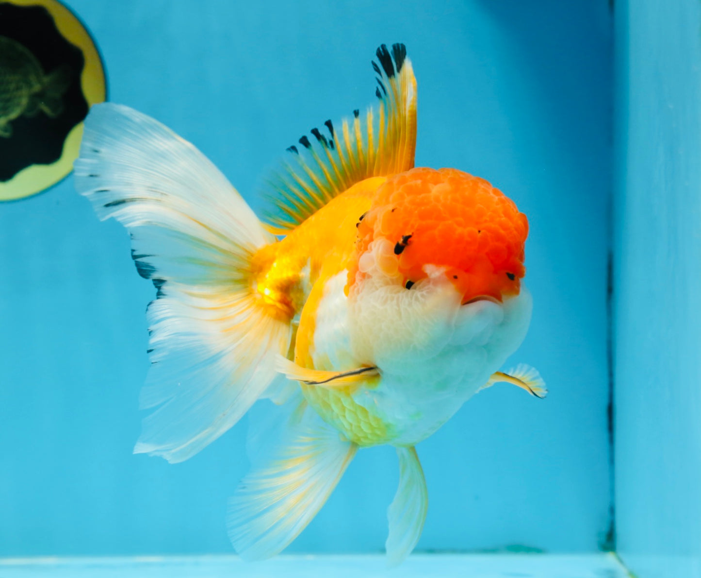 A Grade Orange White Oranda Female 6.5 inches #070425OR_22