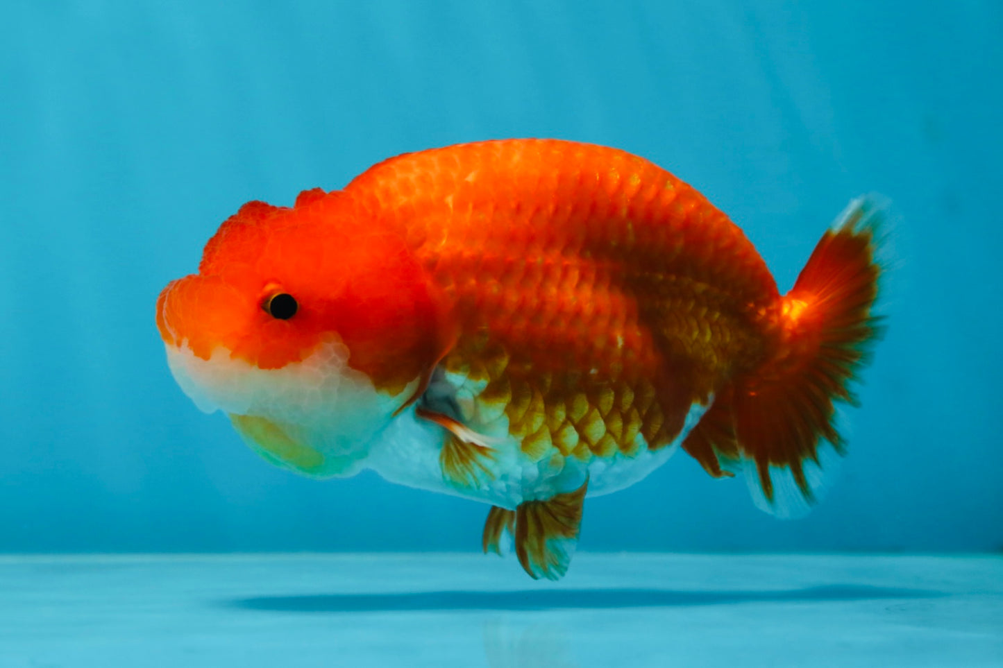 A Grade Red White LionQueen 4-4.5 inches #053025LC_06