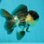 A Grade Panda Oranda Male 4.5-5 inches #1004OR_37