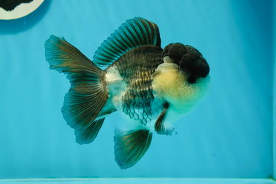 A Grade Panda Oranda Male 4.5-5 inches #1004OR_37