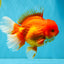 JUMBO A Grade Red White Oranda Male 7 inches #041026OR_03