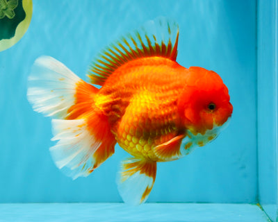 JUMBO A Grade Red White Oranda Male 7 inches #041026OR_03