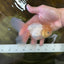 White Oranda Male 5.5 inches #052325OR_04