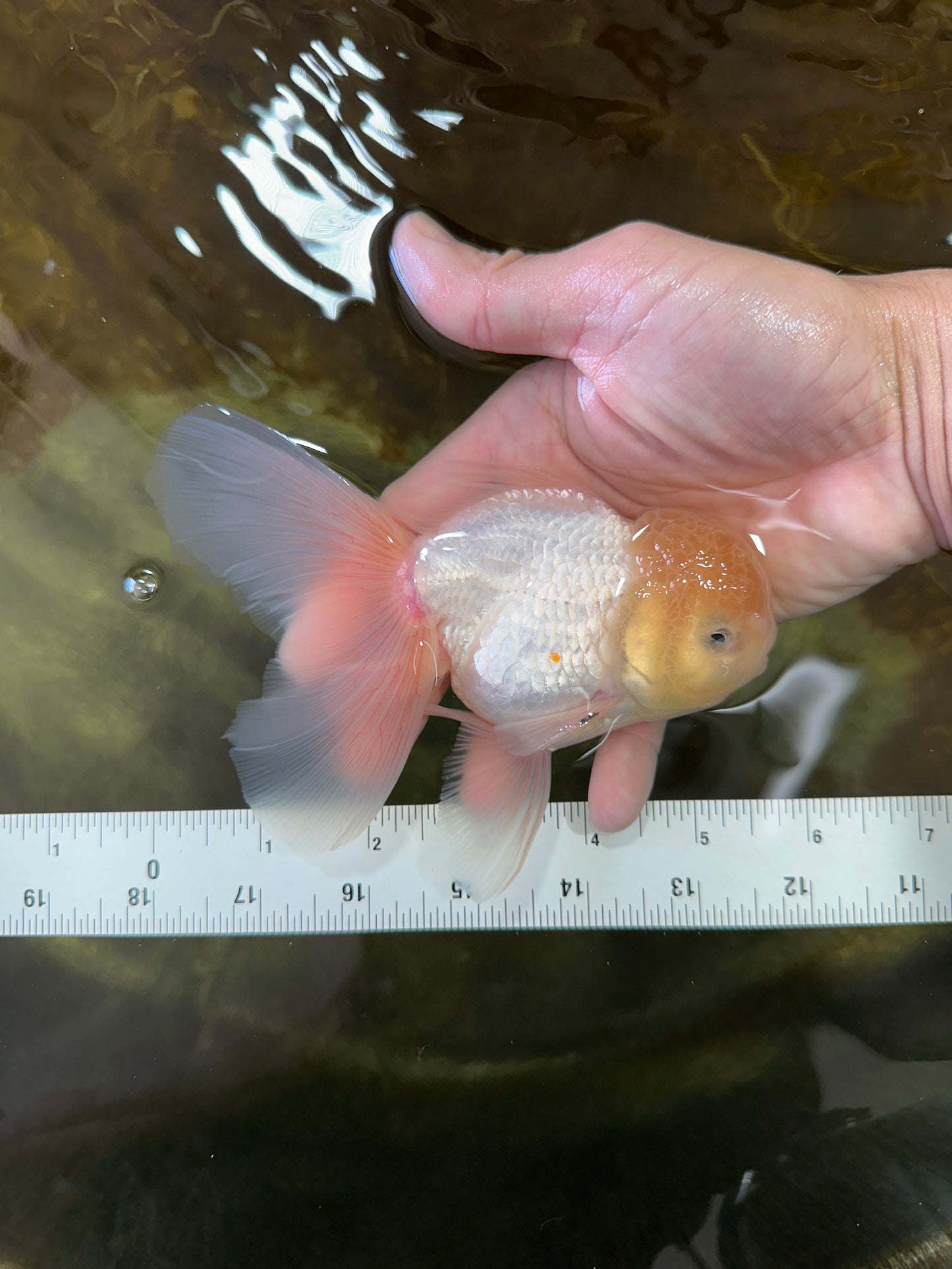 White Oranda Male 5.5 inches #052325OR_04