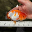 A Grade Red White LionKing 4.5 inches #081426LC_20