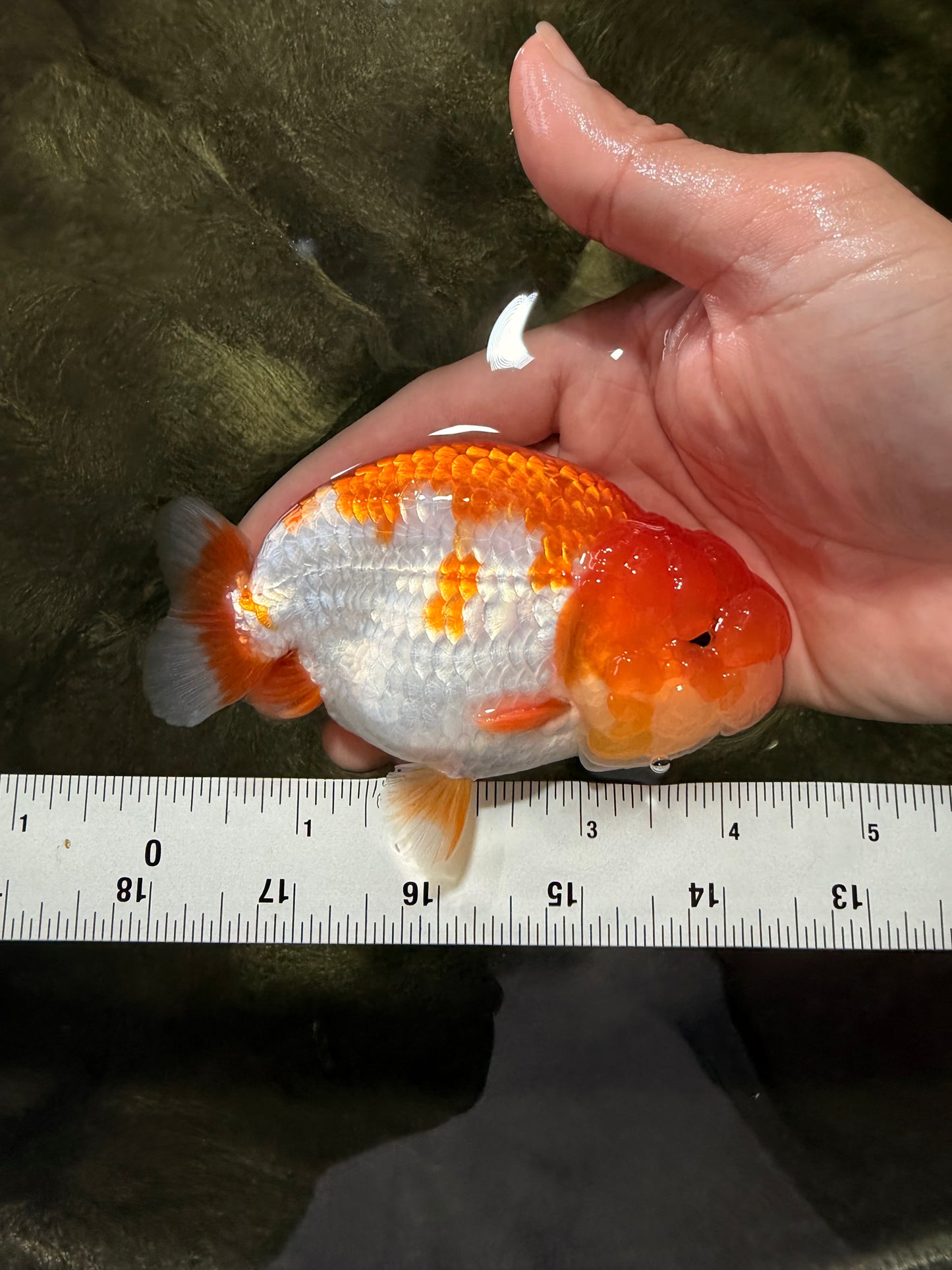 A Grade Red White LionKing 4.5 inches #081426LC_20
