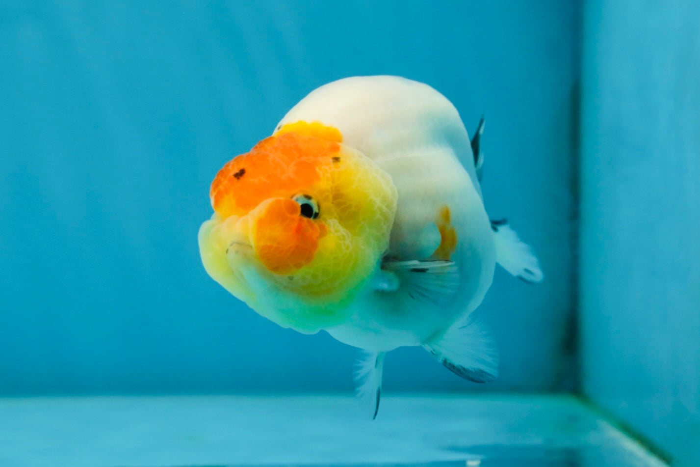 A Grade Sakura LionQueen 3.5-4 inches #051625LC_06