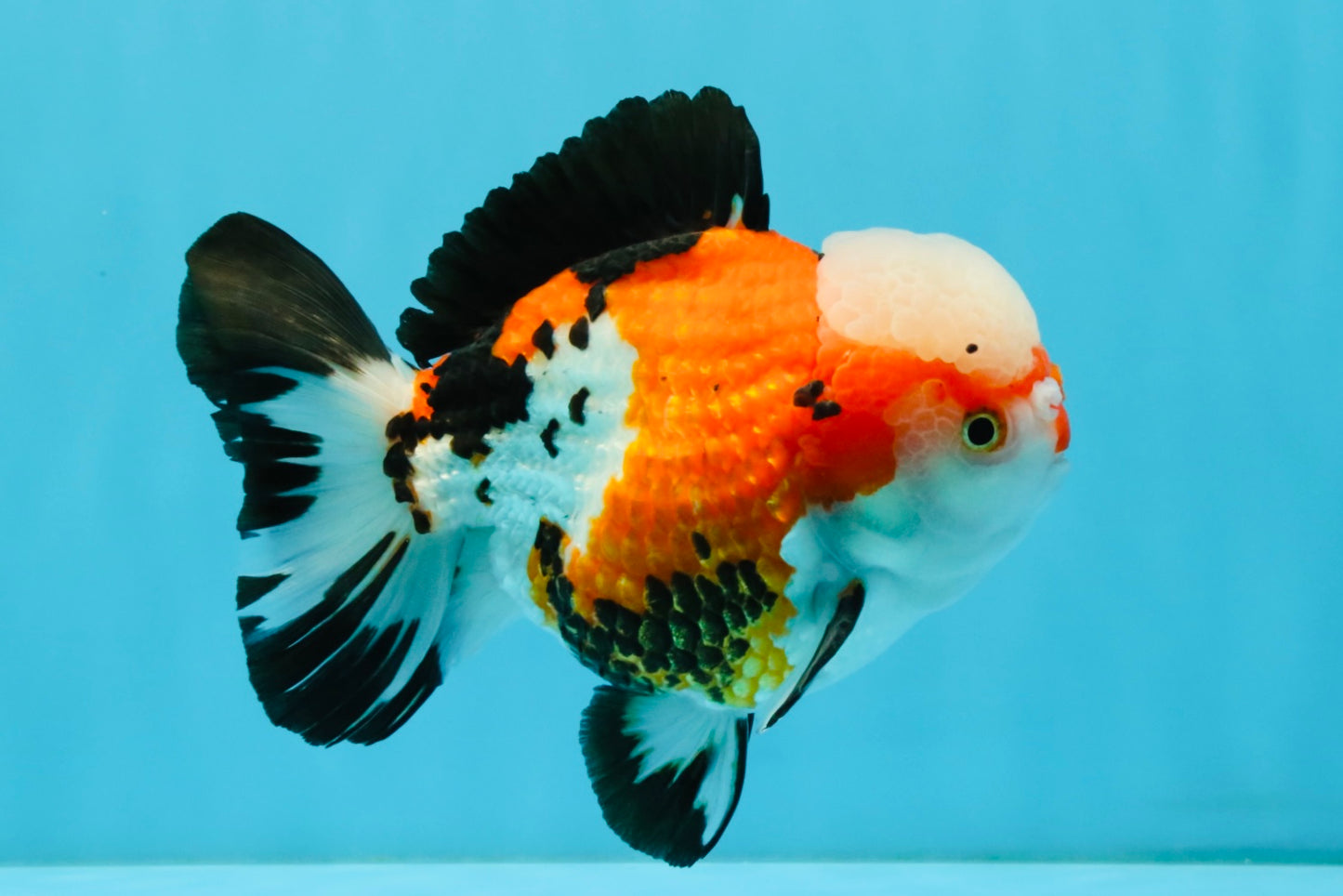 TURKEY AAA Grade Pompom Tricolor Jade Head Yuanbao Male 5.5-6 inches #032726YB_03