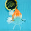 A Grade Tricolor Oranda Female 5.5 inches #112924OR_13