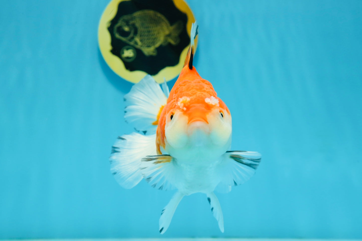 A Grade Tricolor Oranda Female 5.5 inches #112924OR_13