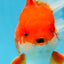 AAA Grade CHUNKY Godzilla Red White Oranda Male 6 inches #090525OR_10