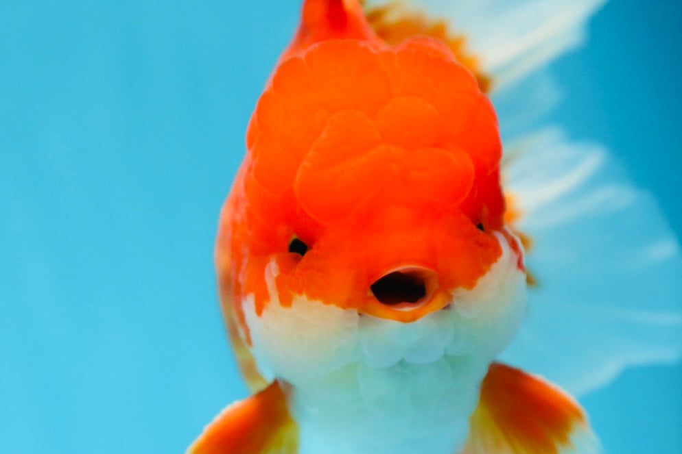 AAA Grade CHUNKY Godzilla Red White Oranda Male 6 inches #090525OR_10