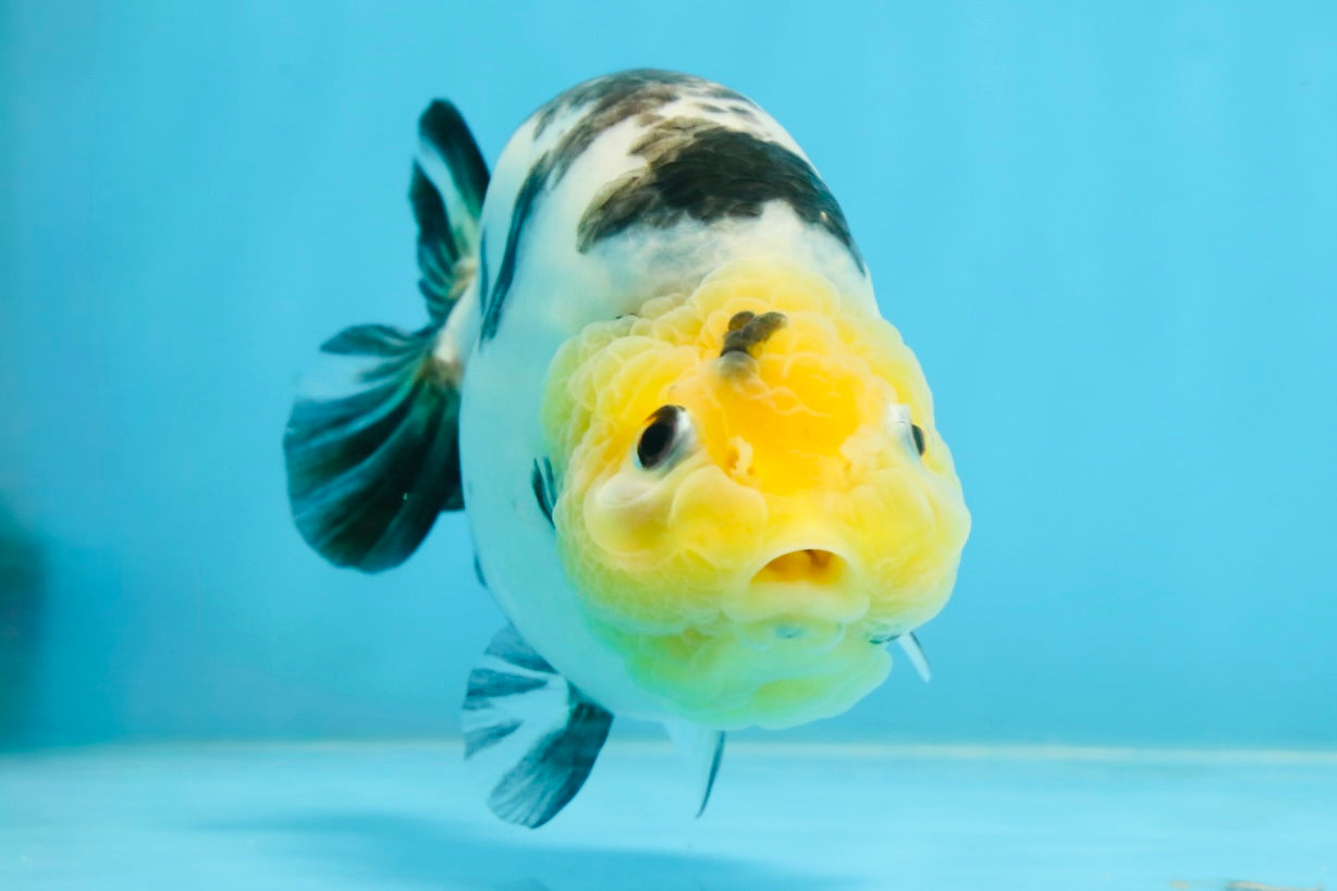 A Grade Milk Cow Ranchu Female 5 inches #101025RC_12