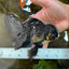 A Grade Black Oranda Male 5.5-6 inches #071125OR_13