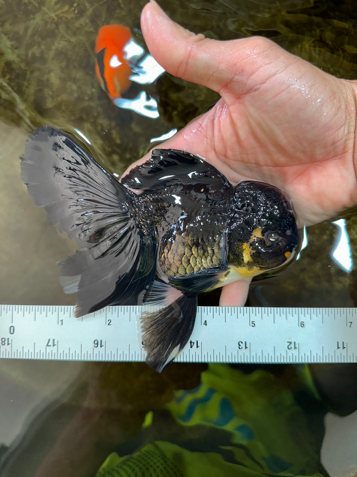 A Grade Black Oranda Male 5.5-6 inches #071125OR_13