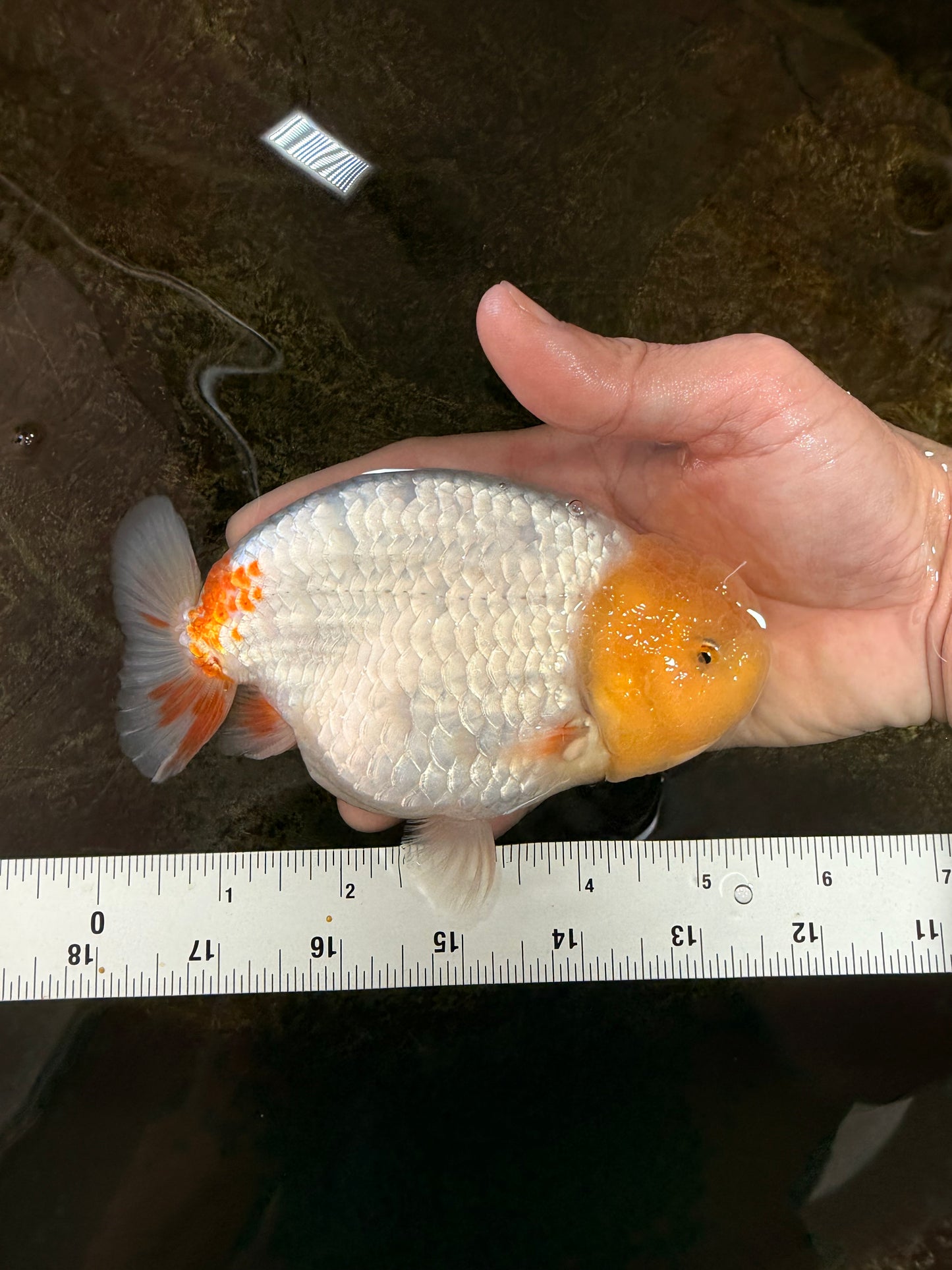 AAA Grade Strong Body Structure Lemonhead LionKing 5.5 inches #101025LC_18