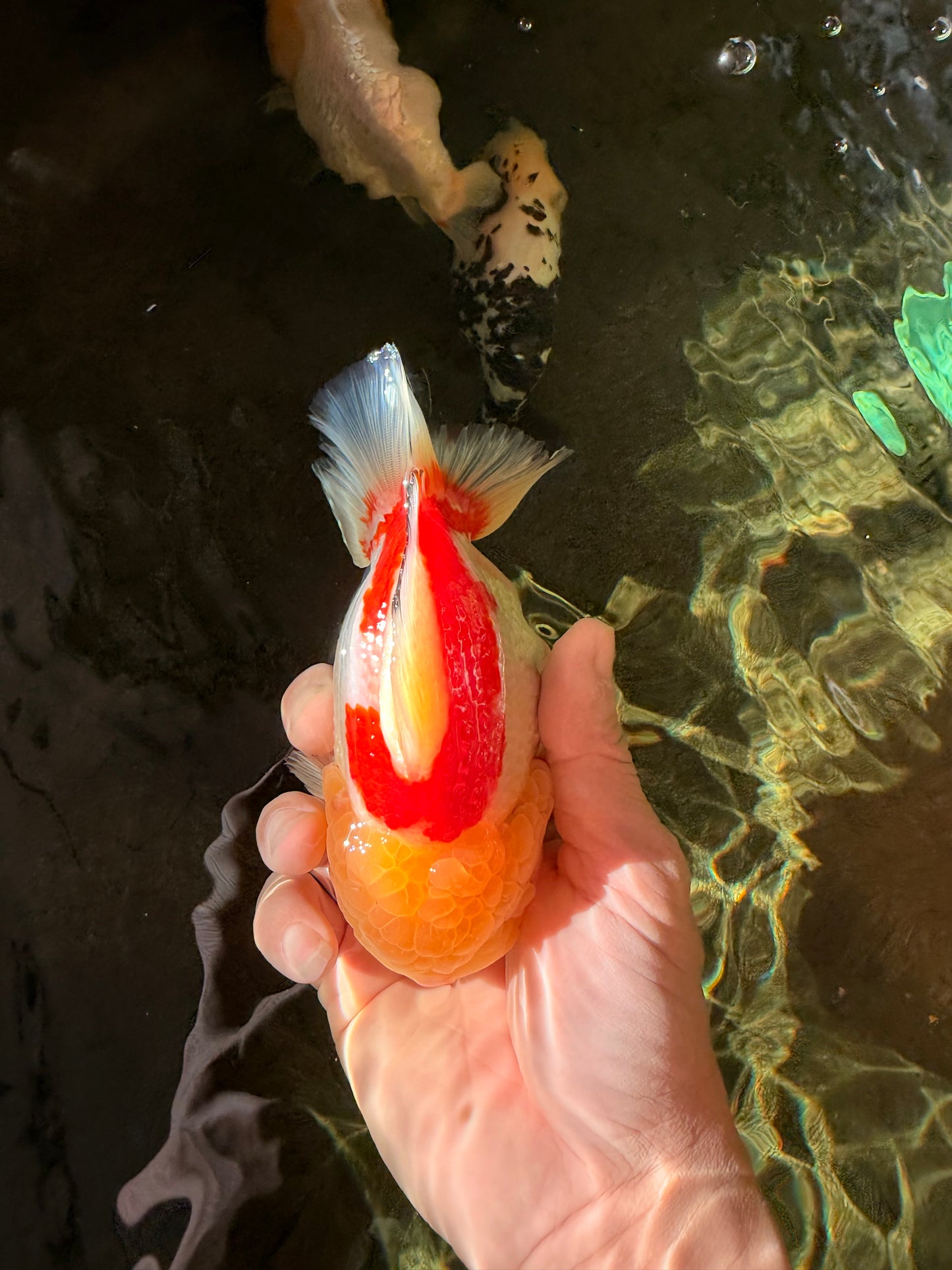 CHUBBY AAA Grade Godzilla Red White Lipstick Yuanbao Male 5-5.5 inches #022726YB_04