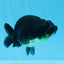 AAA Grade Black Gold Special Buffalo Ranchu 3.5-4 inches #0706RC_30