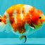 UNIQUE AAA Grade Super Kohaku Sakura LionKing 5-5.5 inches #092526LC_18