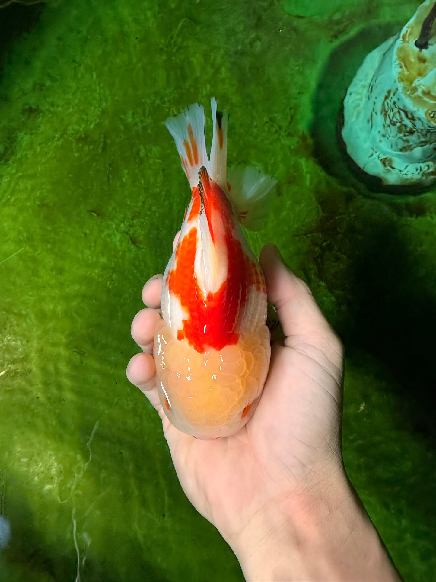CHUBBY A Grade Red White Yuanbao Male 6 inches #041026YB_26
