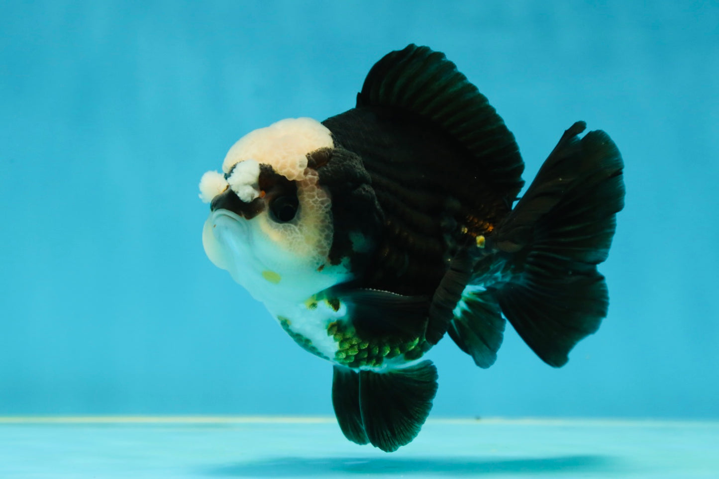 A Grade Jade Head Pompom Panda Button Eyes Yuanbao Male 4 inches #050925YB_29