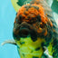 CHUNKY AAA Grade Broadtail Kirin Tiger Oranda Male 7-7.5 inches #080726OR_02