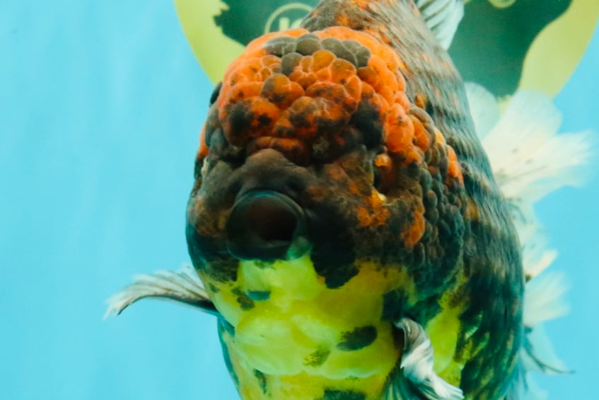 CHUNKY AAA Grade Broadtail Kirin Tiger Oranda Male 7-7.5 inches #080726OR_02