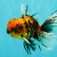 FLUFFY A Grade Tiger Oranda Male 6 inches #081426OR_05