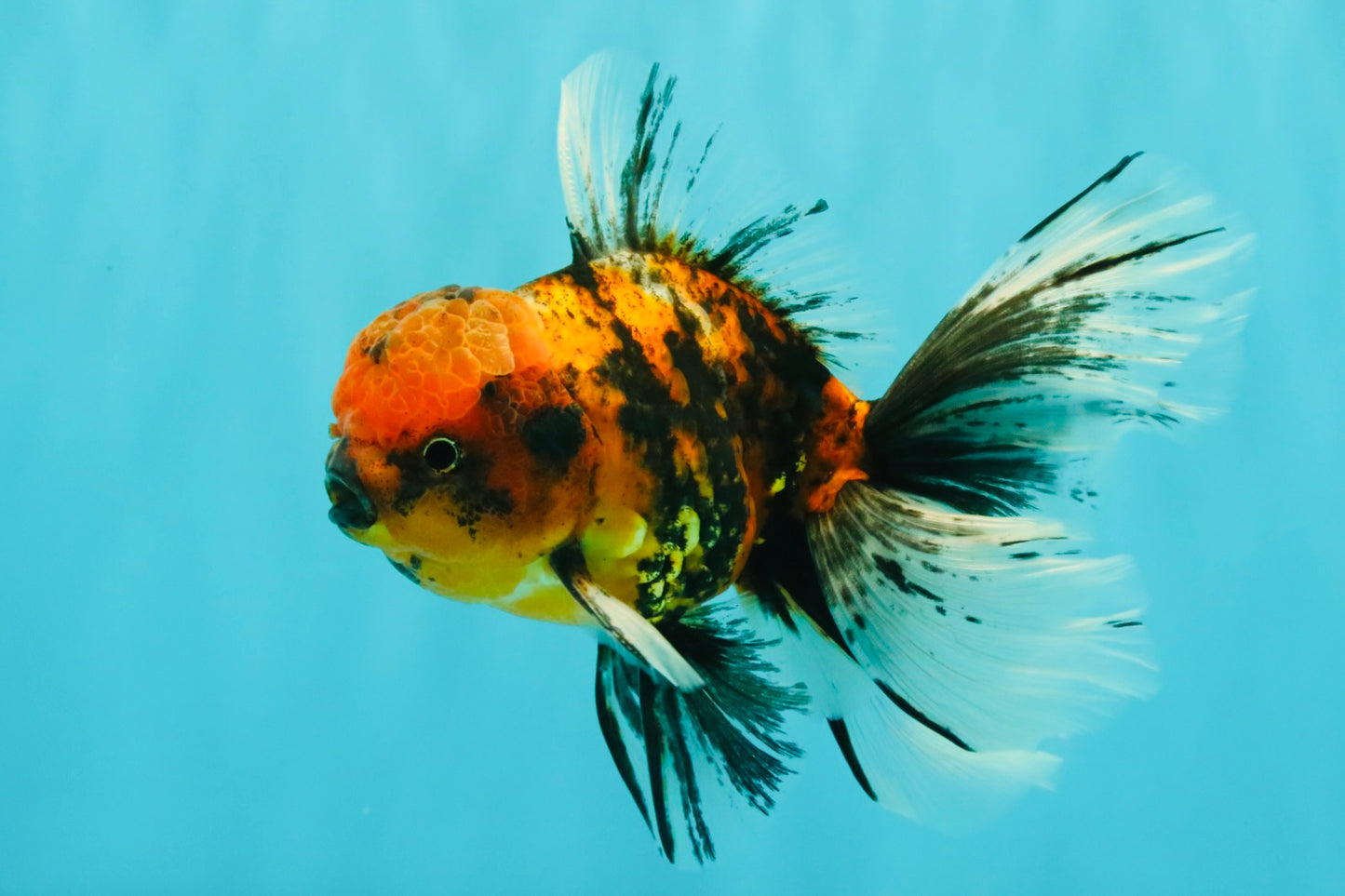 FLUFFY A Grade Tiger Oranda Male 6 inches #081426OR_05