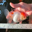 Red White Oranda Female 5 inches #110824OR_05