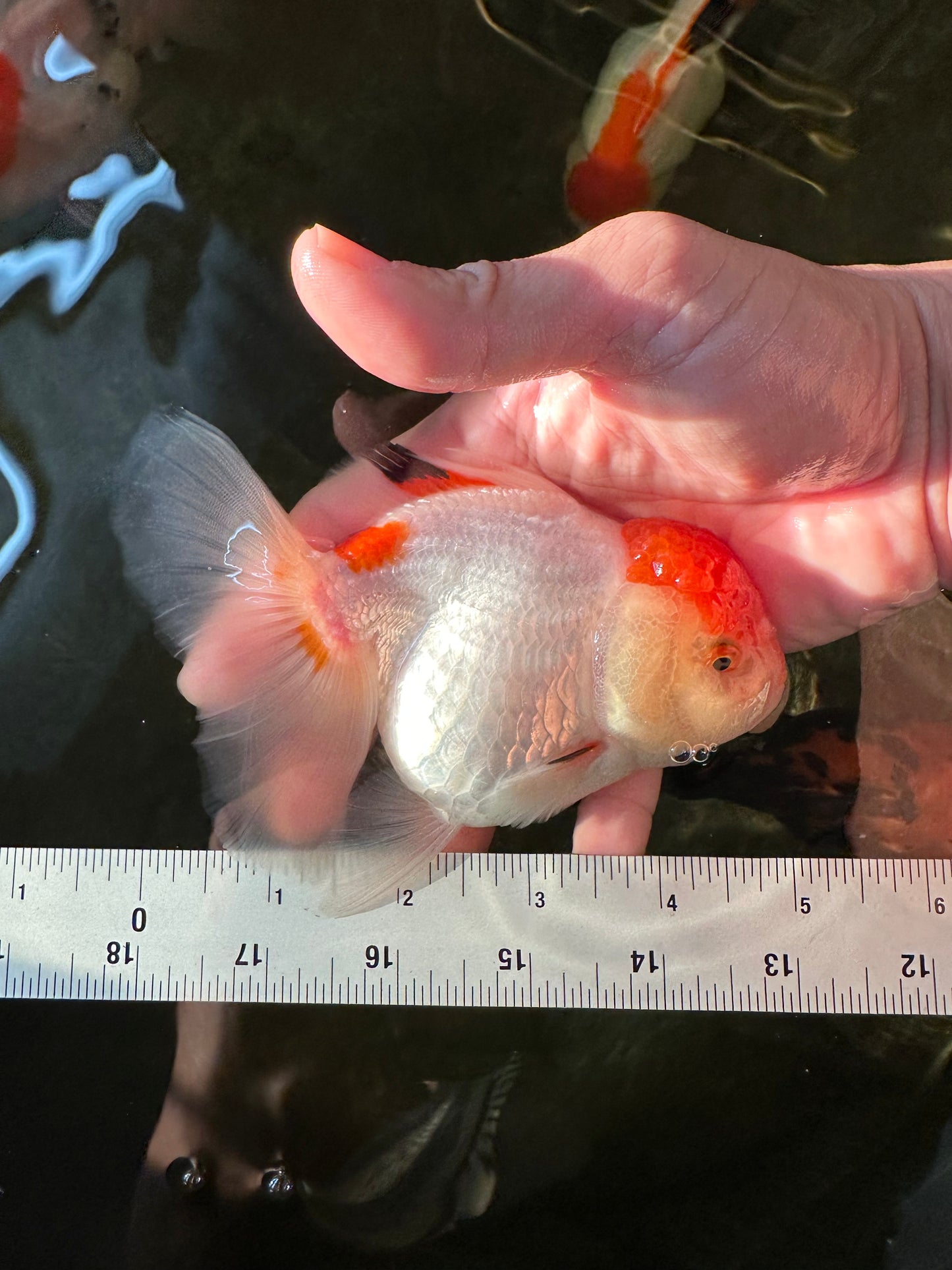 Red White Oranda Female 5 inches #110824OR_05