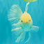 MASHMALLOW A Grade White Oranda Male 5.5-6 inches #091826OR_05