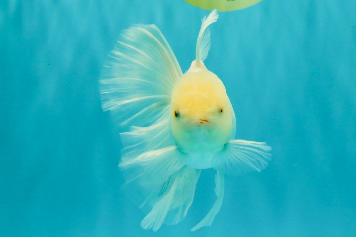 MASHMALLOW A Grade White Oranda Male 5.5-6 inches #091826OR_05