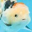 A Grade BEAUTY Tricolor Oranda Female 5.5-6 inches #072525OR_07