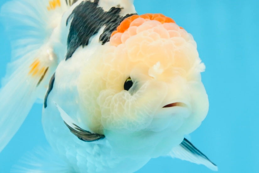 A Grade BEAUTY Tricolor Oranda Female 5.5-6 inches #072525OR_07