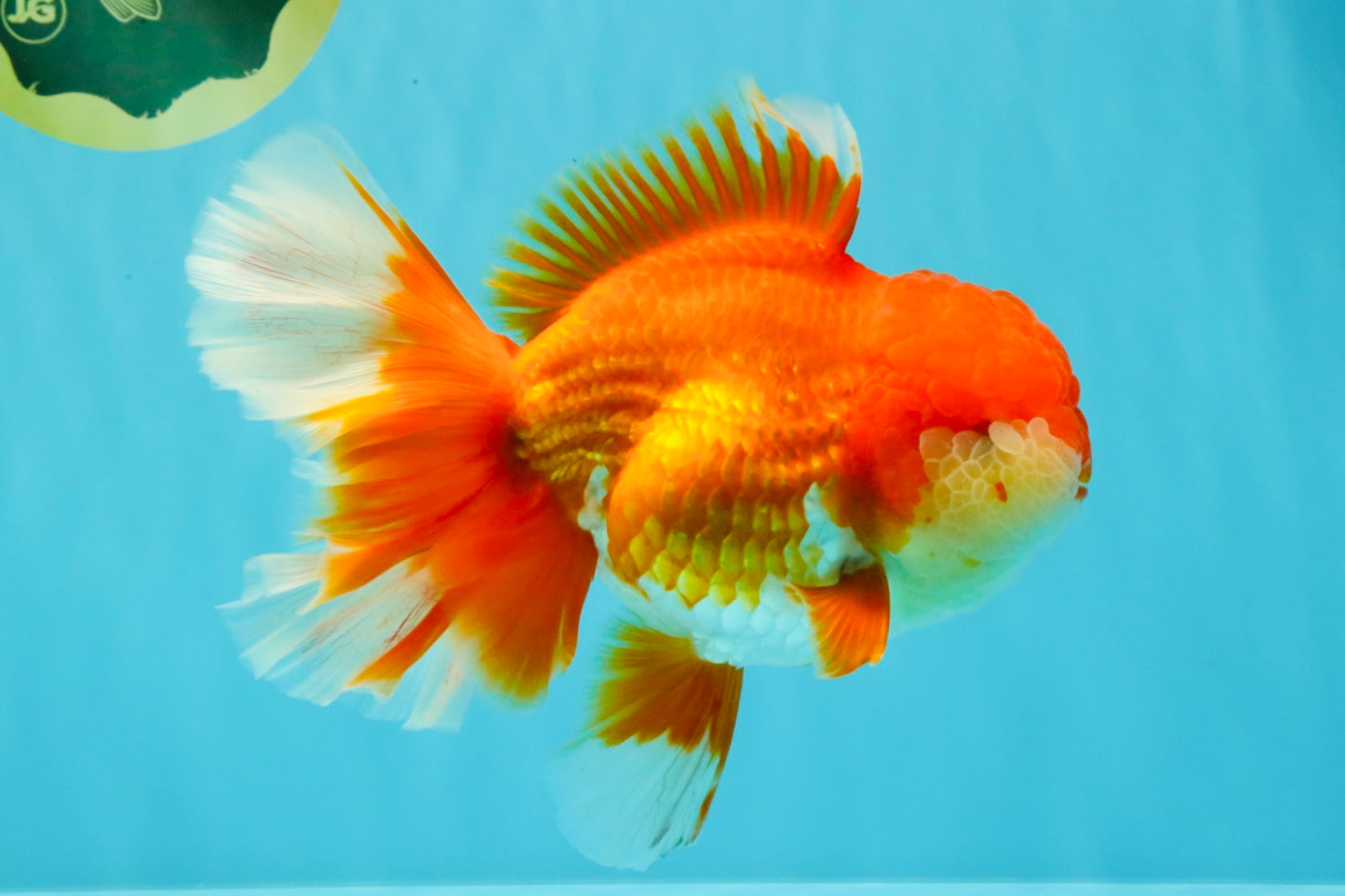 JUMBO A Grade Godzilla Red White Oranda Male 7 inches #031326OR_03