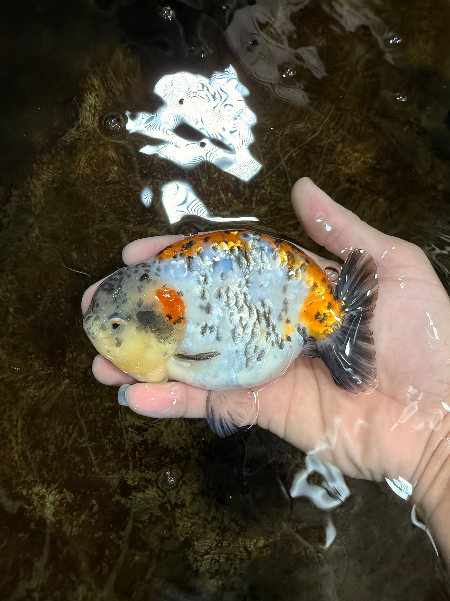 A Grade Tricolor Tiger LionKing 4.5-5 inches #112125LC_02