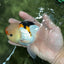 AAA Grade Lemonhead Tricolor Button Eyes Oranda Male 5 inches #111524OR_23