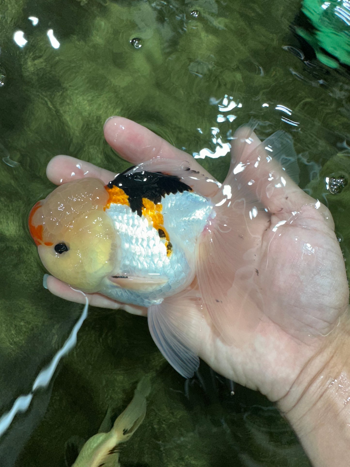 AAA Grade Lemonhead Tricolor Button Eyes Oranda Male 5 inches #111524OR_23