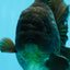 AAA Grade Young Godzilla Black Oranda Male 5.5 inches #050925OR_53
