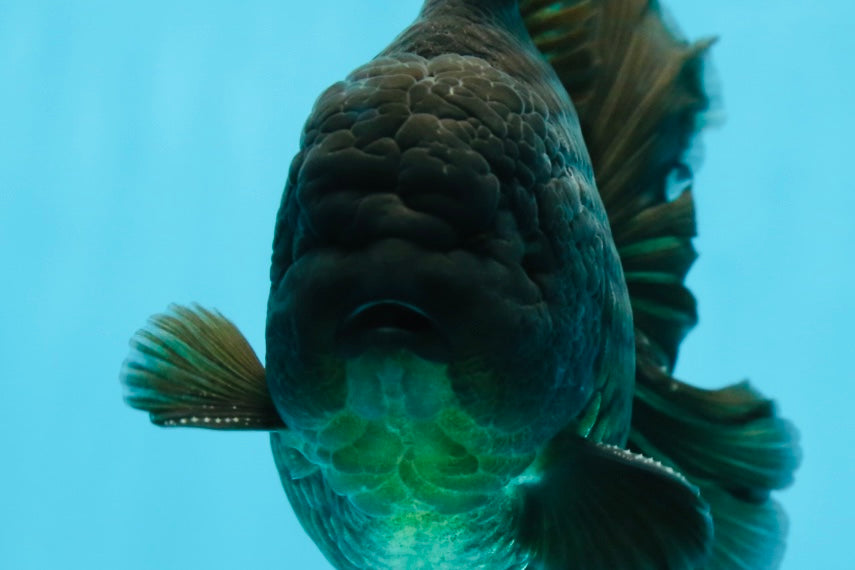 AAA Grade Young Godzilla Black Oranda Male 5.5 inches #050925OR_53