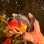 SHOW GRADE CHUBBY Tricolor Yuanbao Male 5 inches #071026YB_08