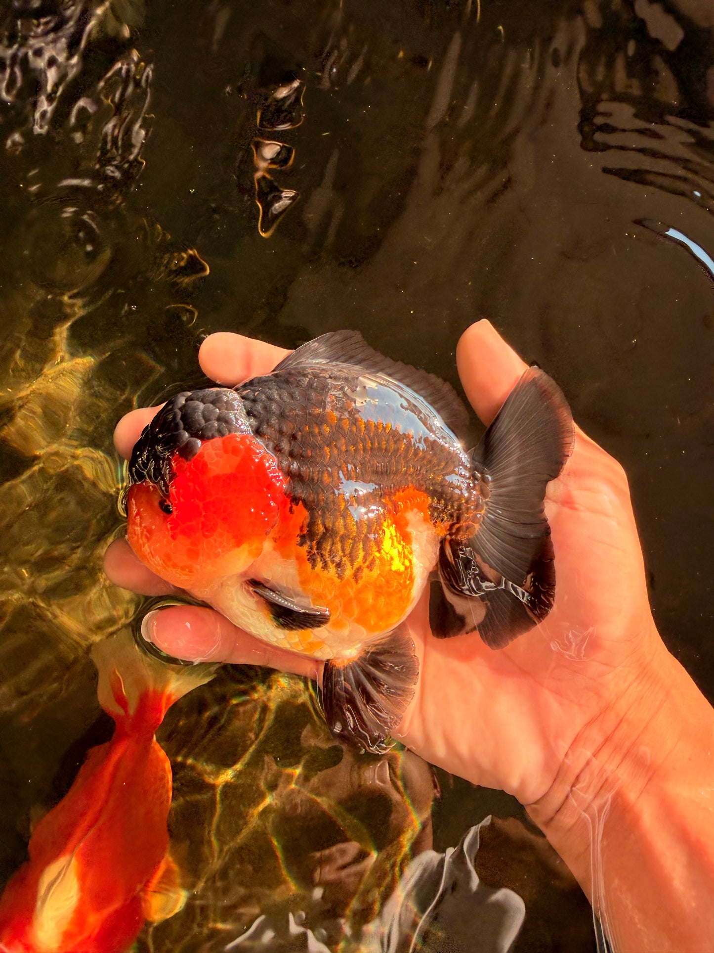 SHOW GRADE CHUBBY Tricolor Yuanbao Male 5 inches #071026YB_08
