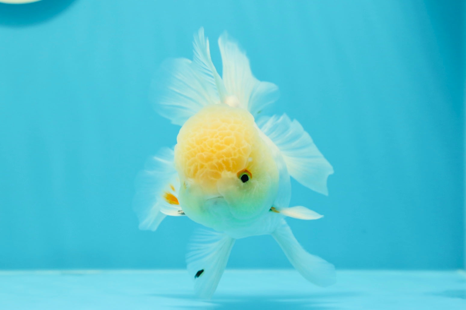 A Grade Lemonhead Snow White Rose Tail Oranda Male 5 inches #0524OR_04 Jimmy Goldfish A Grade Lemonhead Snow White Rose Tail Oranda Male 5 inches #0524OR_04 Jimmy Goldfish