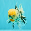 CHONKY AAA Grade Marble Oranda Male 5.5-6 inches #071726OR_28