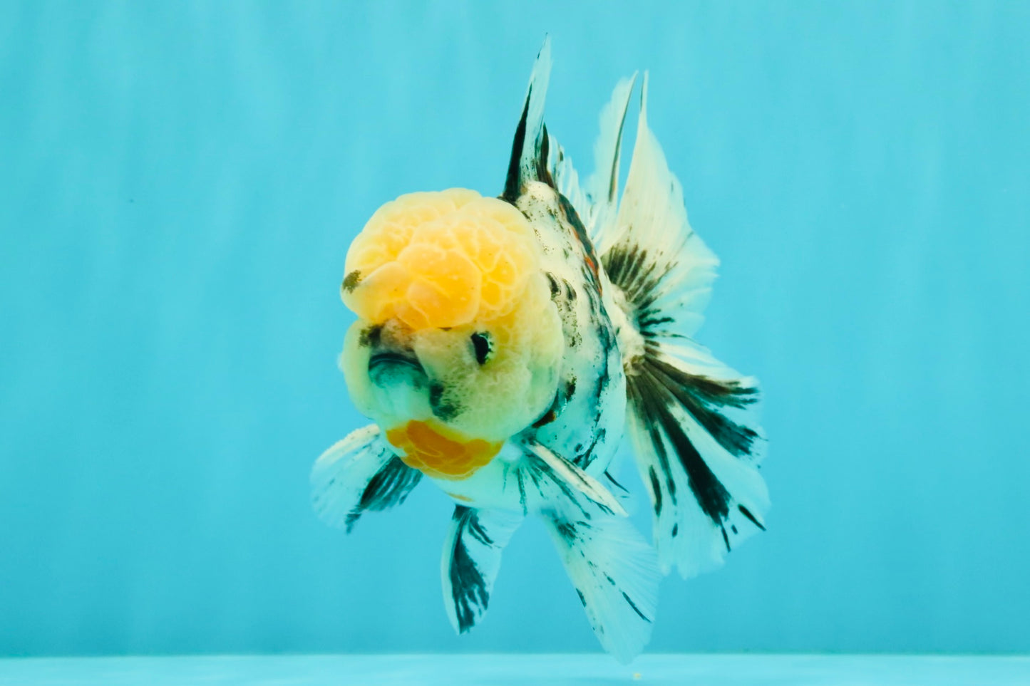CHONKY AAA Grade Marble Oranda Male 5.5-6 inches #071726OR_28