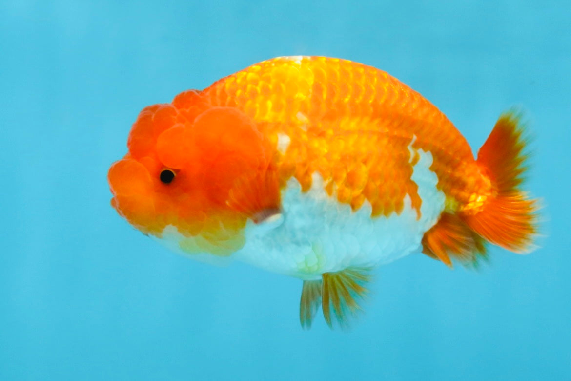 A Grade Red White LionQueen 4 inches #112125LC_14