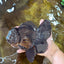 AAA Grade Godzilla Black Oranda Female 6.5 inches #081525OR_31